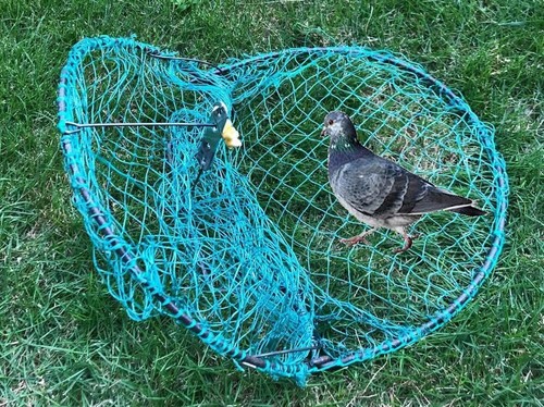 Humane inch green bird - inch, trap