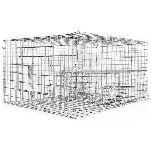New sparrow bird - new,