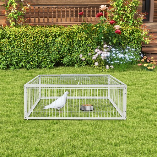 Pigeon trap cage - trap, bird