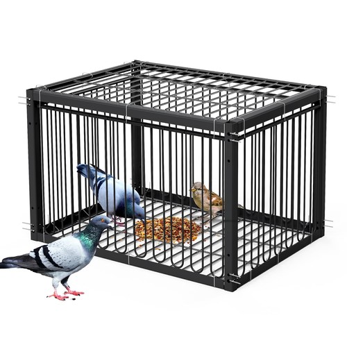 Pauqrwie pigeon trap cage bird - pauqrwie,