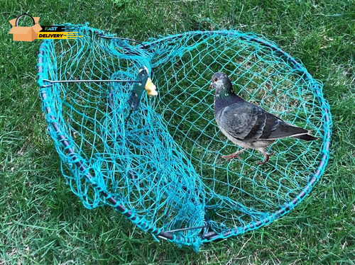 Bird pigeon quail - 12“, bird,
