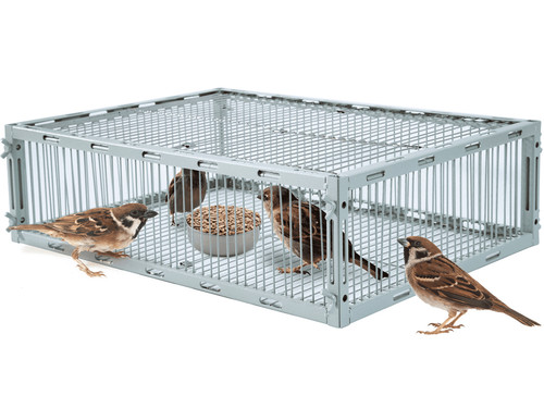 Bird trap cage with - bird,