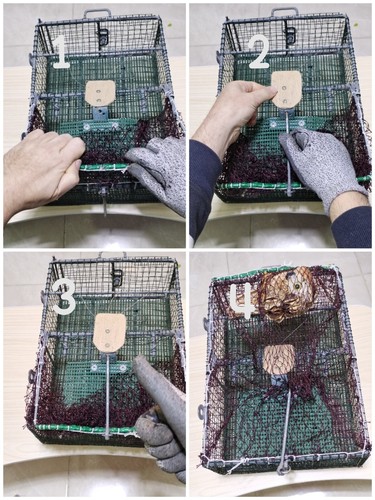 Birdcage trap cage hunting - ,