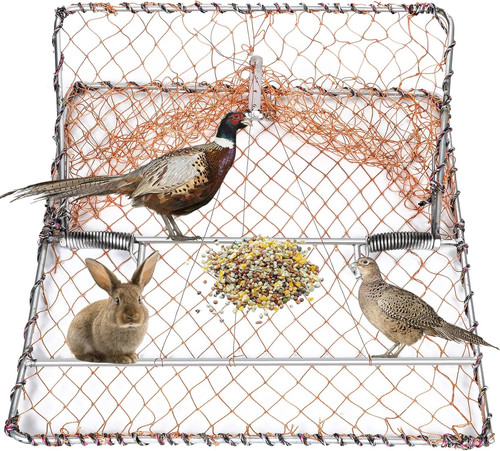 Pack bird pigeon - 1,
