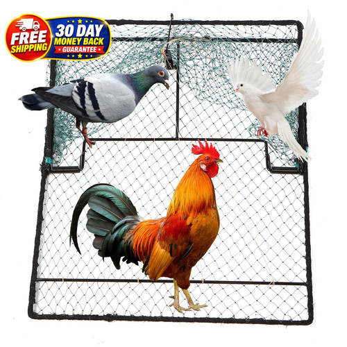 Humane pigeon trap bird - pigeon,