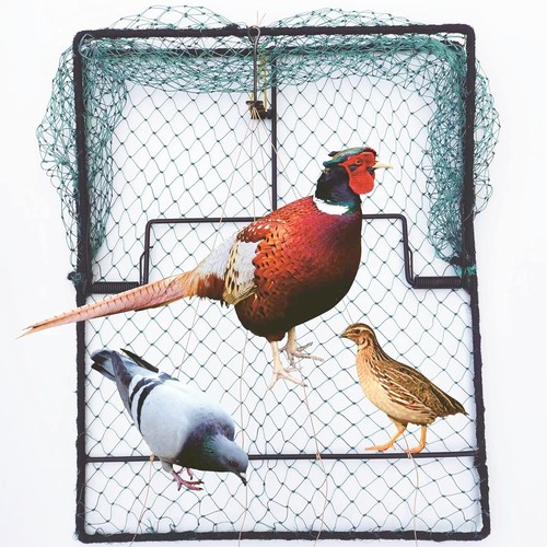 Pigeon bird trap - bird, quail